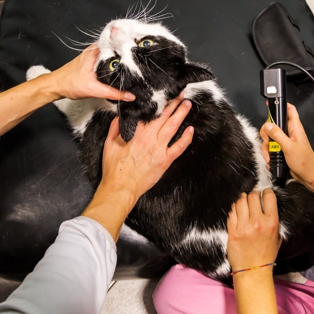 cat in laser therapy