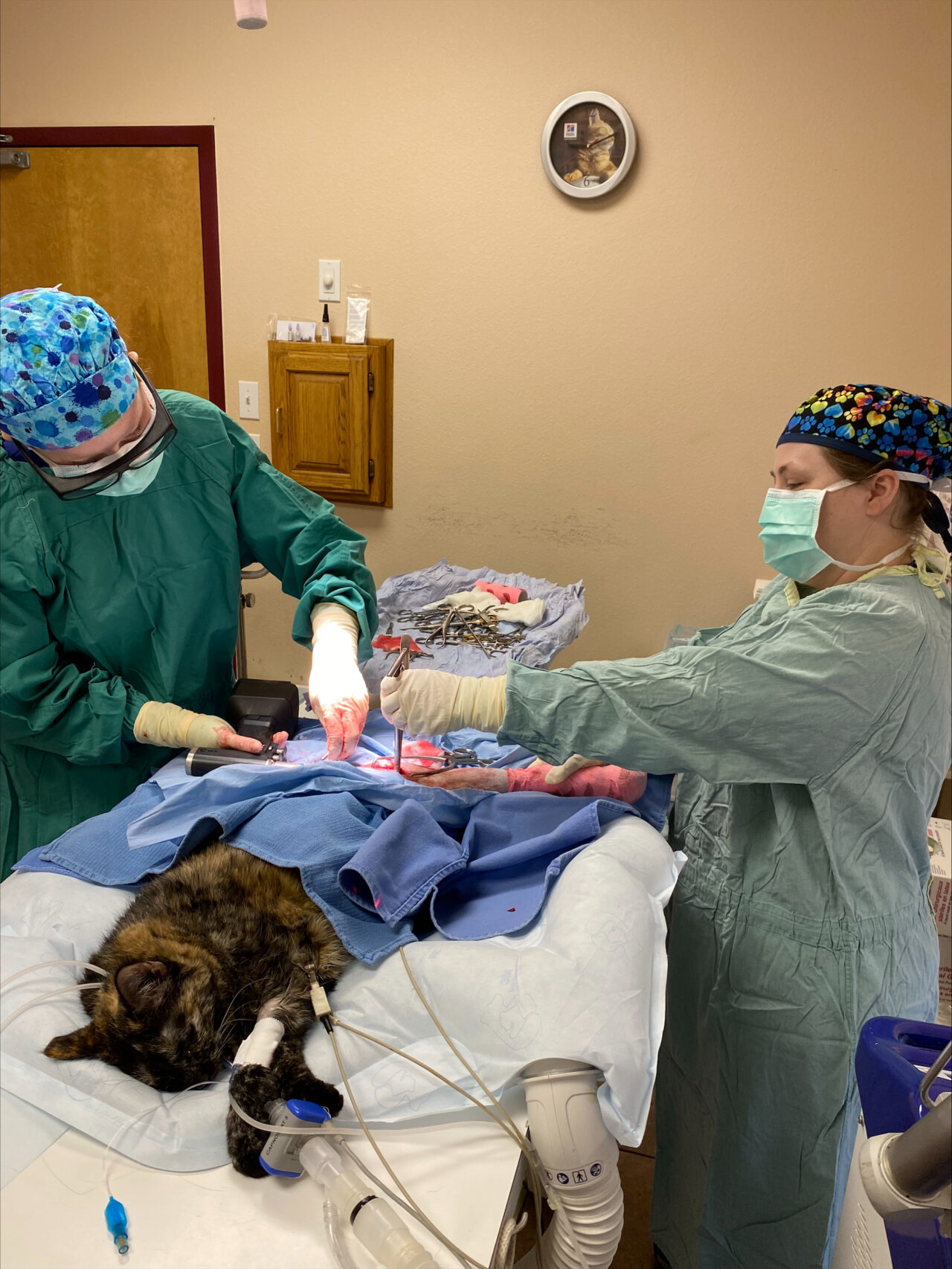 Pet TPLO Procedures Branson West, MO Allphin Veterinary Clinic