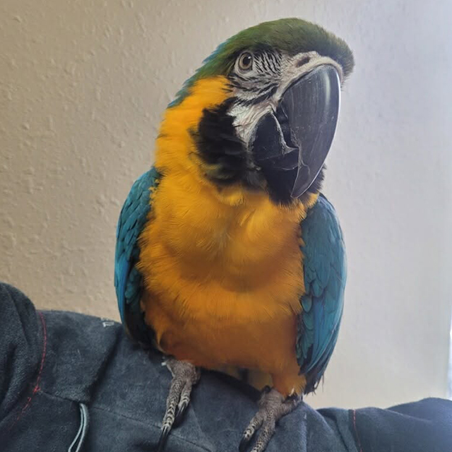 allphin Parrot